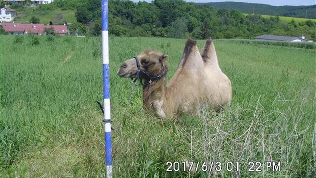 Strnci vyjeli do brnnsk sti Knniky k odchytu velblouda, mezitm ho nkdo pivzal k tyi (3. ervna 2017).