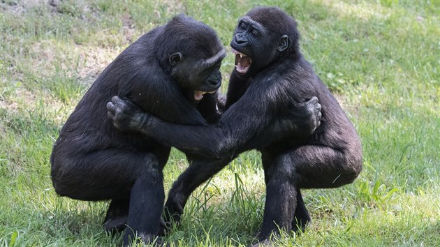 Při pěkném počasí můžete gorily zastihnout ve venkovním výběhu. Takto tam řádí Kiburi s Nuruem.