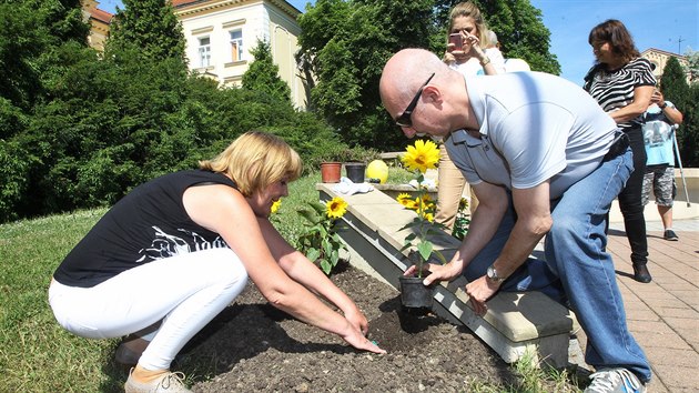 Záhon slunečnic vyrostl v parku Milady Horákové u teplického vlakového nádraží na podporu pacientů s roztroušenou sklerózou. Na severu Čech touto nevyléčitelnou chorobou trpí 1 600 lidí.