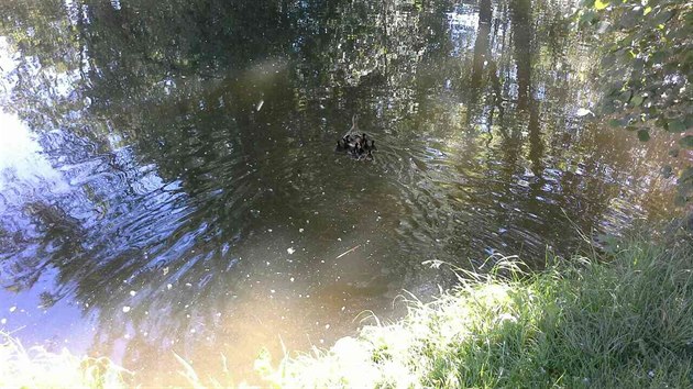 Kata se svoj matkou po pesunu do vody.