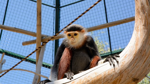 Langur duk, kter je od loskho roku k vidn v chlebsk zoo, je poprv ve venkovnm vbhu (2.6.2017).