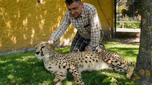 Gepardice Mzuri s editelem chlebsk zoo Ren Frakem (2.6.2017).