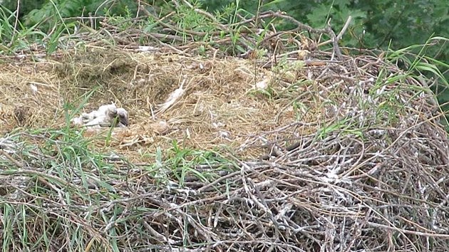 pata z komna v Pobovicch pila o jednoho z rodi. Zchrani s pomoc hasi je odebrali z hnzda a najdou jim adoptivn rodinu. (5. ervna 2017)