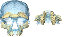 Rekonstrukce lebky jednoho z jedinc, jeho kosti se naly na marocké lokalit...