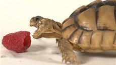 elvika vzala ovoce útokem. Bohuel neúspn