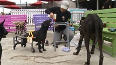 Tchajwanský samaritán vyrábí vozíky pro handicapované a oputné psy.