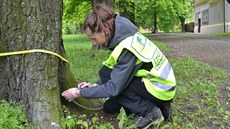 V Ostrav� letos injek�ní lé�bou o�et�í a� 1 400 jírovc� ma�al� napadených...