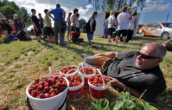 V Odravě u Nebanic na Chebsku začala sklizeň jahod.