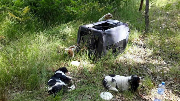 O psy se museli po nehod postarat hasii.