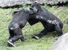 Gorilí brati se kouou a neúnavn zápasí po celém venkovním výbhu.