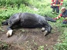 Koni uvízla noha v betonové jímce, pomohli mu hasii.