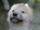 V brnnské zoo vyrstá ptice mláat vlka arktického, která se narodila v plce...