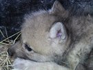 V brnnské zoo vyrstá ptice mláat vlka arktického, která se narodila v plce...