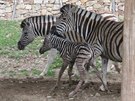 Mld zebry se v jihlavsk zoo narodilo ped zraky nvtvnk.