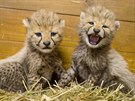 Dvě z mláďat gepardů narozených v pražské zoo.