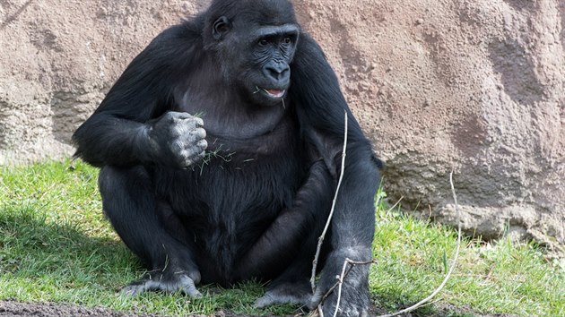 Kiburi má plné hrsti výhonků sotva vyrostlé trávy, kterou gorily mají velmi rády.
