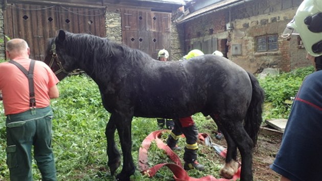 Koni uvzla noha v betonov jmce, pomohli mu hasii.
