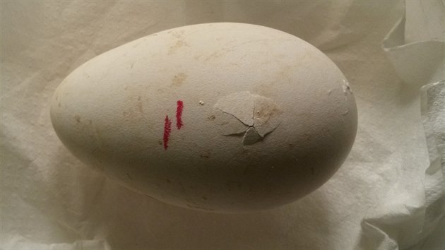 Naklubané kondoří vejce z 26. února 2017.