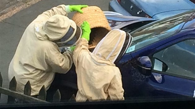 Roj včel si vybral zaparkované auto v městě Hull jako místo pro nový domov. Dvacet tisíc včel museli odstranit odborníci.