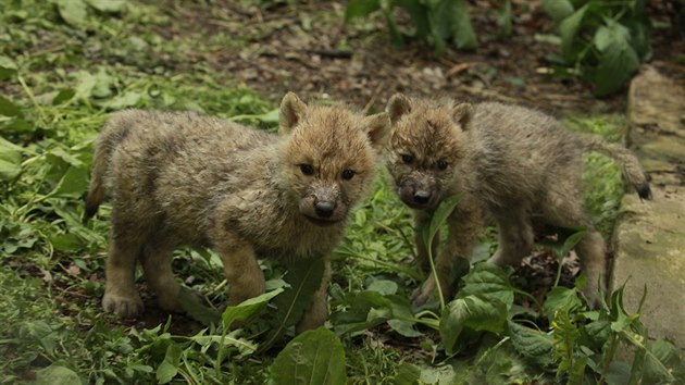 V brněnské zoo vyrůstá pětice mláďat vlka arktického, která se narodila v půlce dubna.