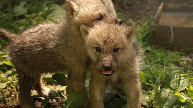 V brněnské zoo vyrůstá pětice mláďat vlka arktického, která se narodila v půlce dubna.