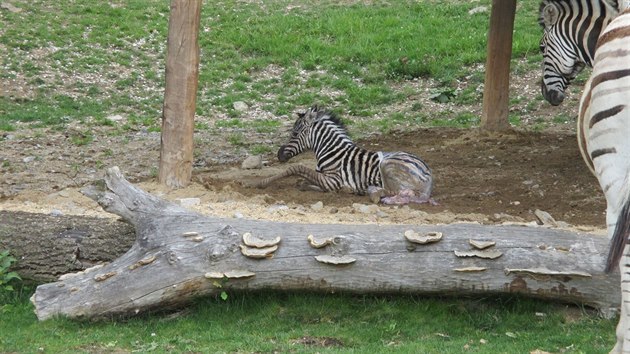 Mládě zebry se v jihlavské zoo narodilo před zraky návštěvníků.