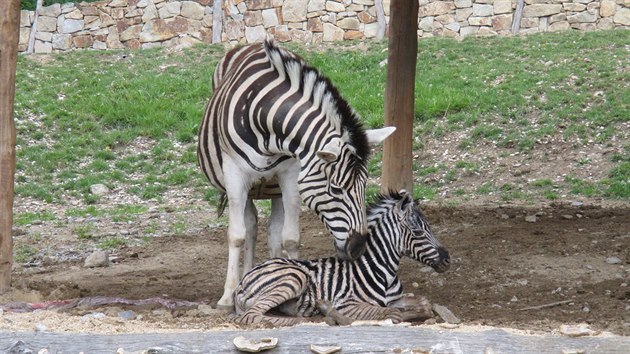 Mld zebry se v jihlavsk zoo narodilo ped zraky nvtvnk.