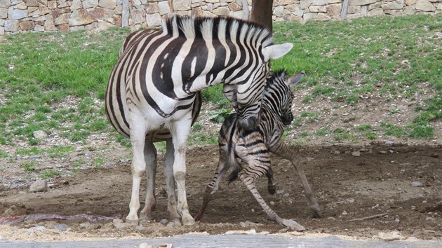Mládě zebry se v jihlavské zoo narodilo před zraky návštěvníků.