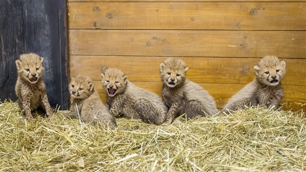 Pětici mláďat gepardů uvidí návštěvníci Zoo Praha v polovině srpna.
