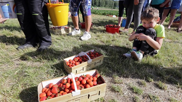V Odravě u Nebanic na Chebsku začala sklizeň jahod.
