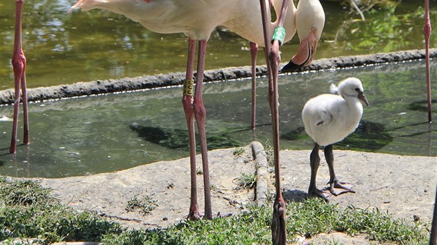 V hodonnsk zoo se vylhli prvn plameci rov v jej historii.