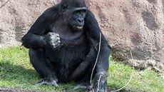 Kiburi má plné hrsti výhonk sotva vyrostlé trávy, kterou gorily mají velmi...