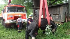 Koni uvízla noha v betonové jímce, pomohli mu hasii.
