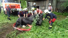 Koni uvízla noha v betonové jímce, pomohli mu hasi�i.