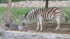 Mlád zebry se v jihlavské zoo narodilo ped zraky návtvník.