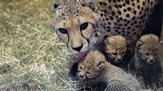 Gepardice Savannah je matkou paterat v praské zoo.