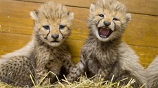 Dv� z mlá�at gepard� narozených v pra�ské zoo.