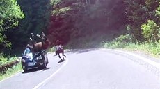 Auto srazilo kon nebo k srazil auto? Podívejte se sami