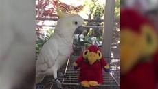 Papuek, kerý nesnese konkurenci