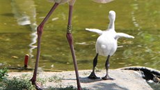 V hodonínské zoo se vylíhli první plameáci roví v její historii.