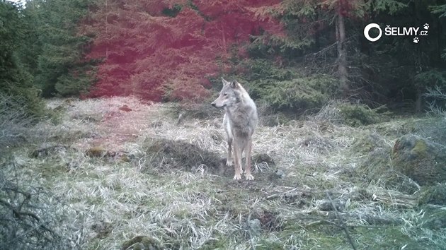 Vlk z Kruných hor pózuje ped videopastí
