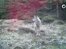 Vlk z Krunch hor pzuje ped videopast