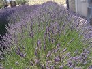 Tato levandule ped muzeem v Coustellet není pravá, je to lavendin, hybrid,...