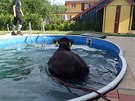Hasi�i mladou kravi�ku uv�zlou v baz�nu nakonec vyt�hli pomoc� provizorn�ho...