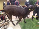 Hasi�i mladou kravi�ku uv�zlou v baz�nu nakonec vyt�hli pomoc� provizorn�ho...