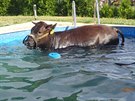 Hasi�i mladou kravi�ku uv�zlou v baz�nu nakonec vyt�hli pomoc� provizorn�ho...