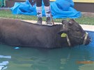 Hasi�i mladou kravi�ku uv�zlou v baz�nu nakonec vyt�hli pomoc� provizorn�ho...