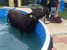 Hasi�i mladou kravi�ku uv�zlou v baz�nu nakonec vyt�hli pomoc� provizorn�ho...