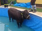 Hasi�i mladou kravi�ku uv�zlou v baz�nu nakonec vyt�hli pomoc� provizorn�ho...