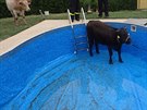 Hasi�i mladou kravi�ku uv�zlou v baz�nu nakonec vyt�hli pomoc� provizorn�ho...